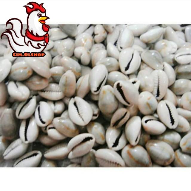 Biji Kerang / Kuwuk Asli Kemasan 1Kg Murah Berkualitas