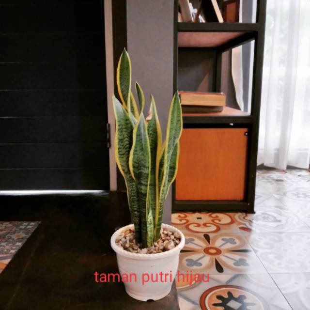 Tanaman hias sensivera pedang pedangan lidah mertua-tanaman hidup-bunga hidup murah-tanaman unik - t