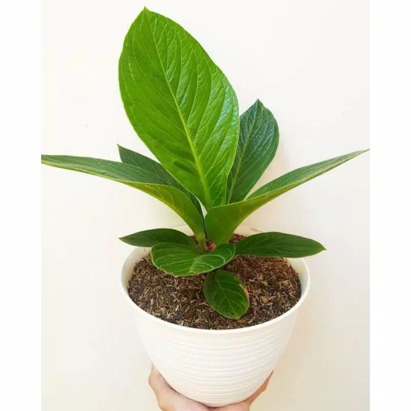 Anthurium Jemani Cobra / Anthurium Jemani Kol