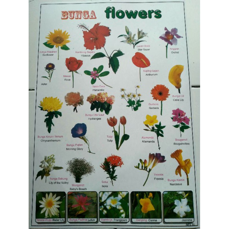 Poster Edukasi Poster anak Bunga/Flowers