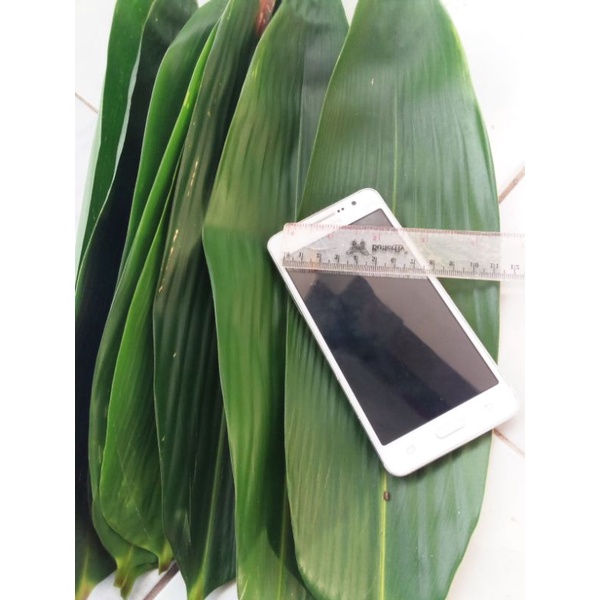 

DAUN BAMBU SEGAR ORGANIK 500grm