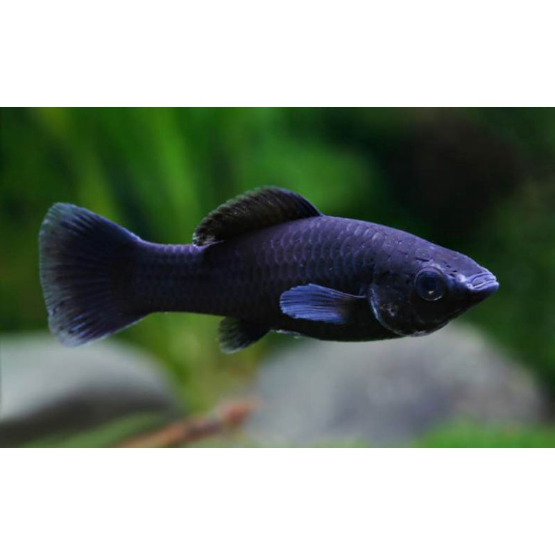 ikan hias aquarium murah MOLY BLACK ikan hias jenis air tawar untuk aquascape ikan warna hitam lucu 