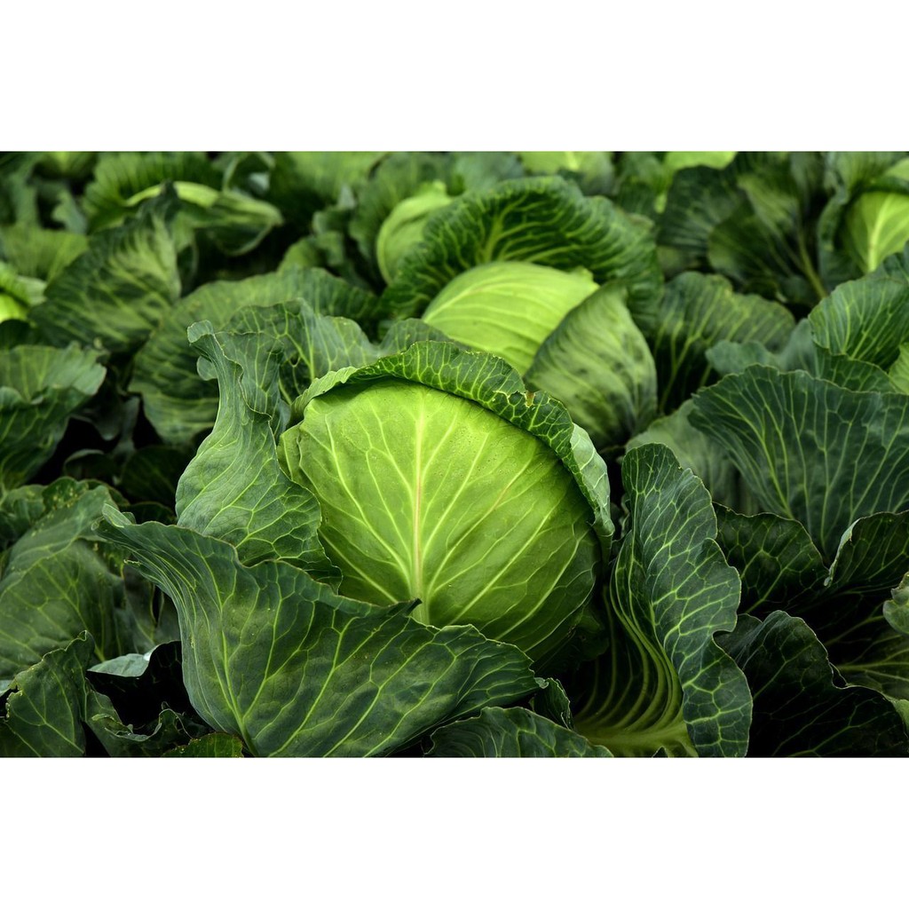 Benih Bibit Biji - Kubis Kobis Kol Hijau F1 Hibrida Clever Cabbage Seeds - Panen Dalam 70 Hari