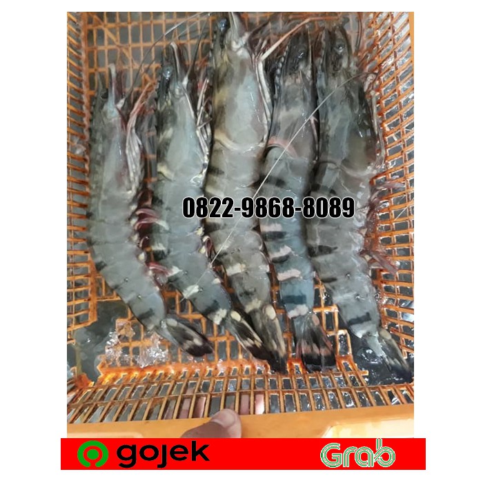 

UDANG PANCET BESAR 1 KG SZ. 15-20 EKOR 1 KG / UDANG WINDU MURAH