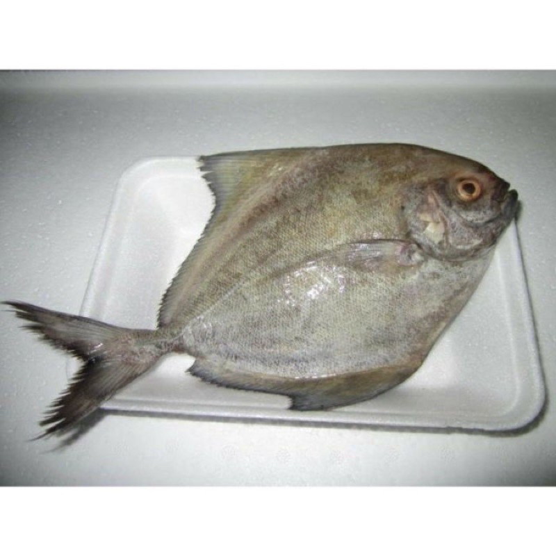 

ikan bawal laut 1kg ~ Pasar Segar Depok