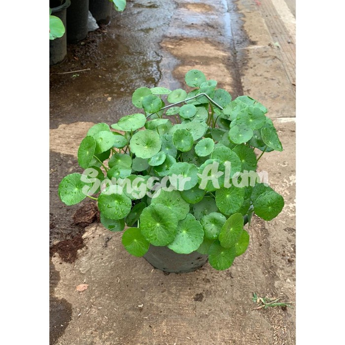 Tanaman pegagan tanaman air pegagan tanaman obat syaraf pegagan