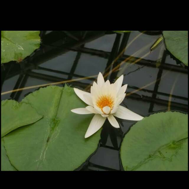 

Bunga teratai putih segar/Lotus/Lily water