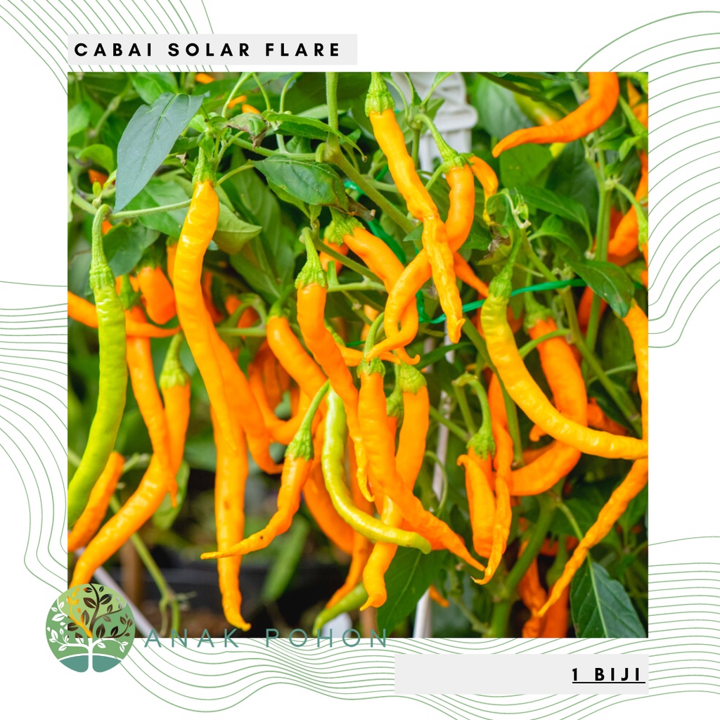 Benih Bibit Biji - Cabai Solar Flare Pepper Cabe Orange Keriting Panjang Seeds