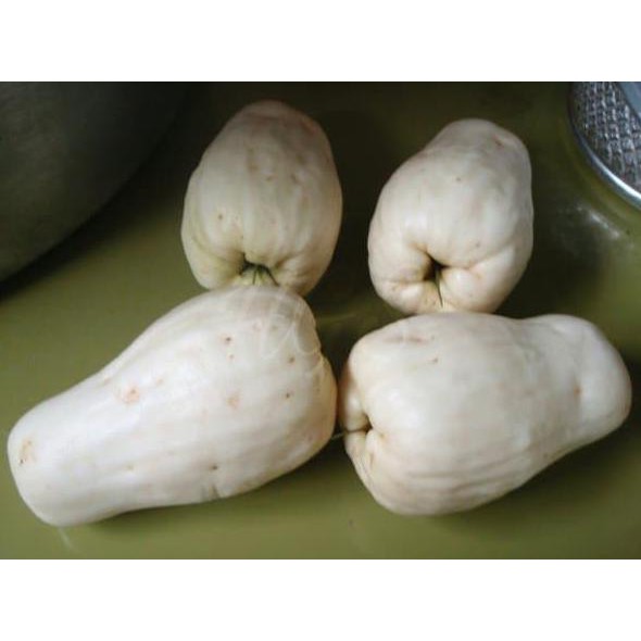 Tanaman Buah Jambu Bol Putih Susu Langka New