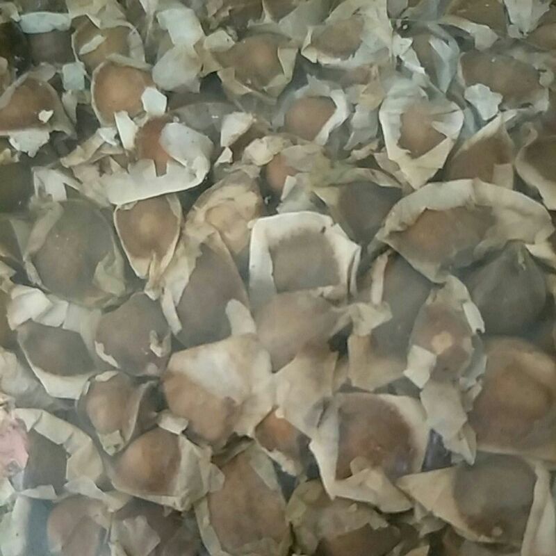 

biji kelor 100gr organik herbal