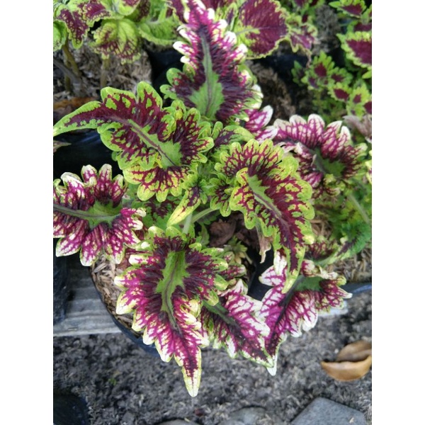 miana premium berakar