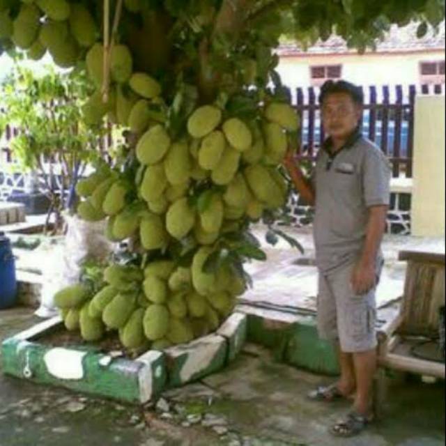 Bibit Nangkadak (Nangka Cempedak) Buah Nangkadak