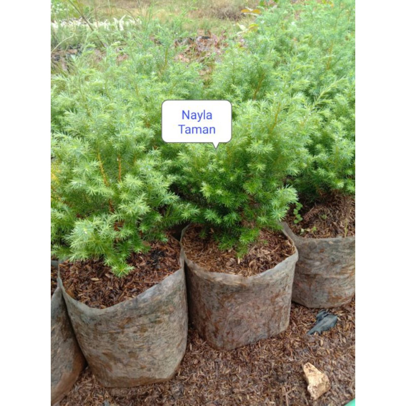 CEMARA EMBUN-POHON CEMARA MINI