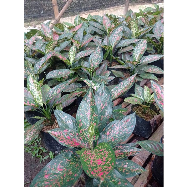 Bunga aglonema ruby garuda dewasa