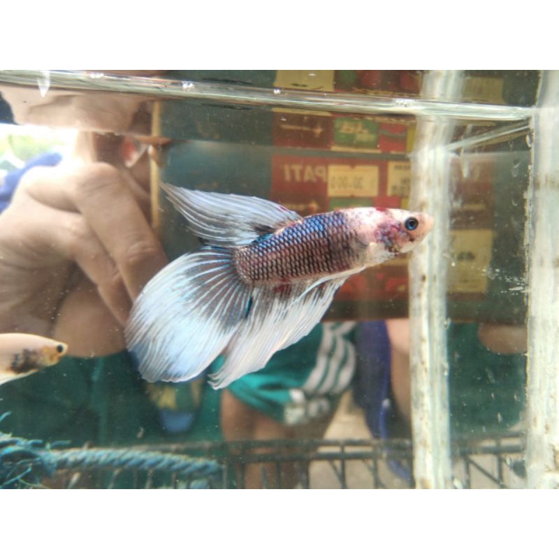 Ikan cupang veiltail fancy