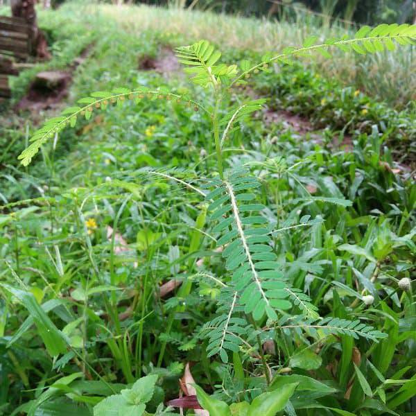 

DASYAT PROMO DAUN MENIRAN SEGAR !!!