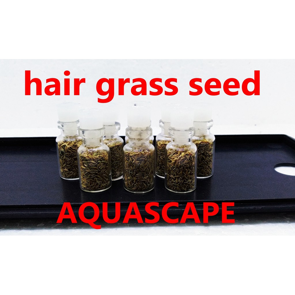 Bibit Benih Tanaman Air Mini Hair Grass Hairgrass Seed Aquascape Aquarium