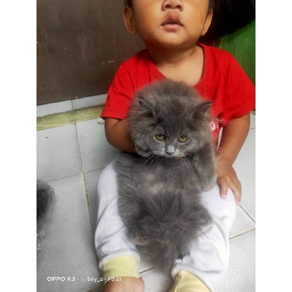 kucing MIX BSH
