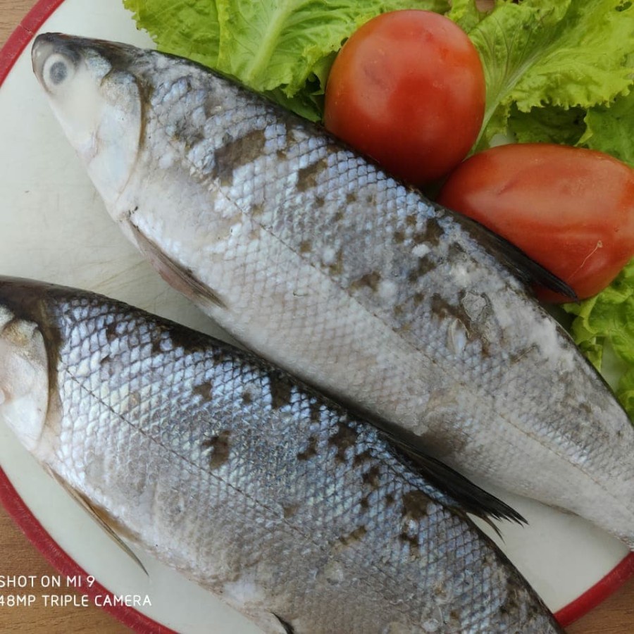 

Ikan Bandeng Utuh size Kecil ± 250 gram