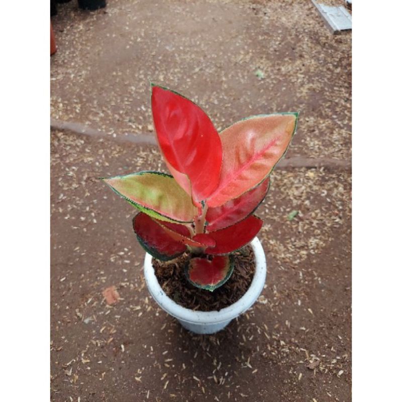 Promo bibit aglonema Suksom pelangi daun1-3