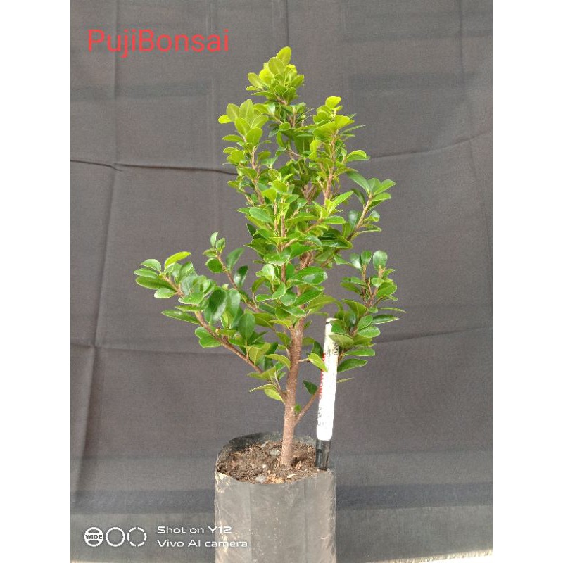 Bibit Bonsai Beringin Kompakta