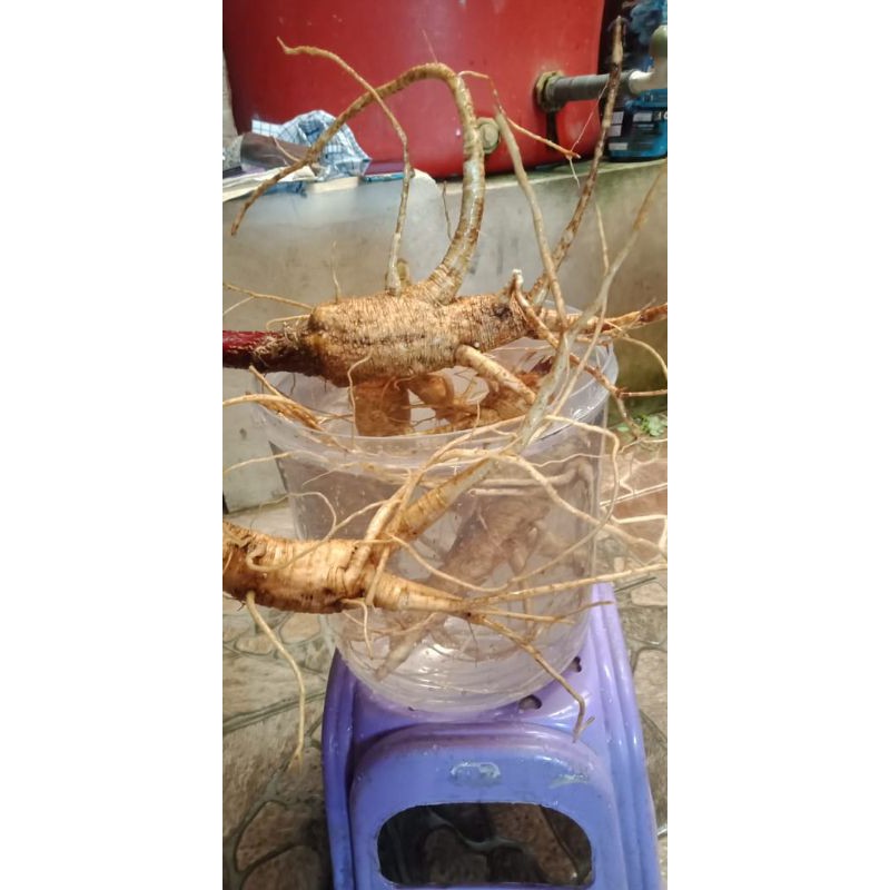 

gingseng merah