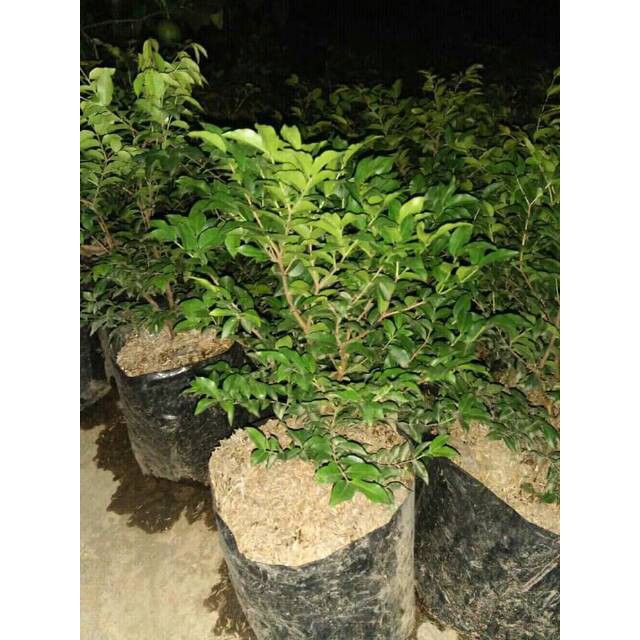 Bibit anggur brazil sabara/anggur pohon