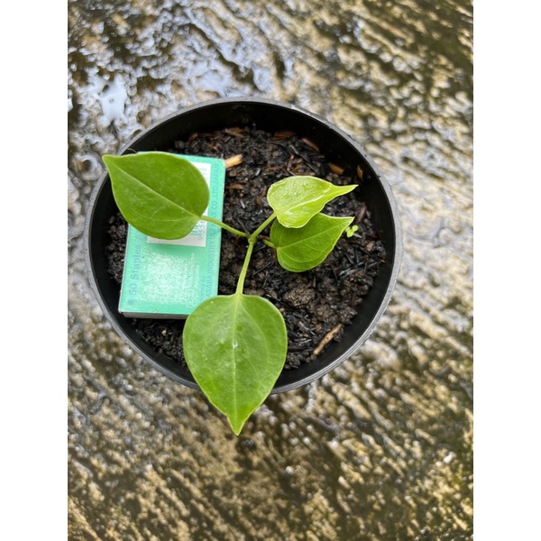 Anthurium veitchii (s)/ anturium veitchii