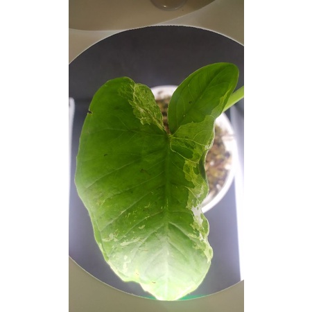 Tanaman Hias Xanthosoma Sagitifolium Variegata Albo