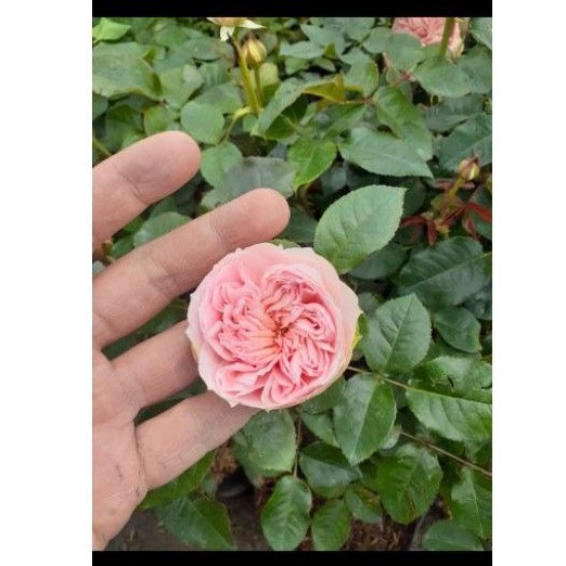 Mawar Import Charming Piano