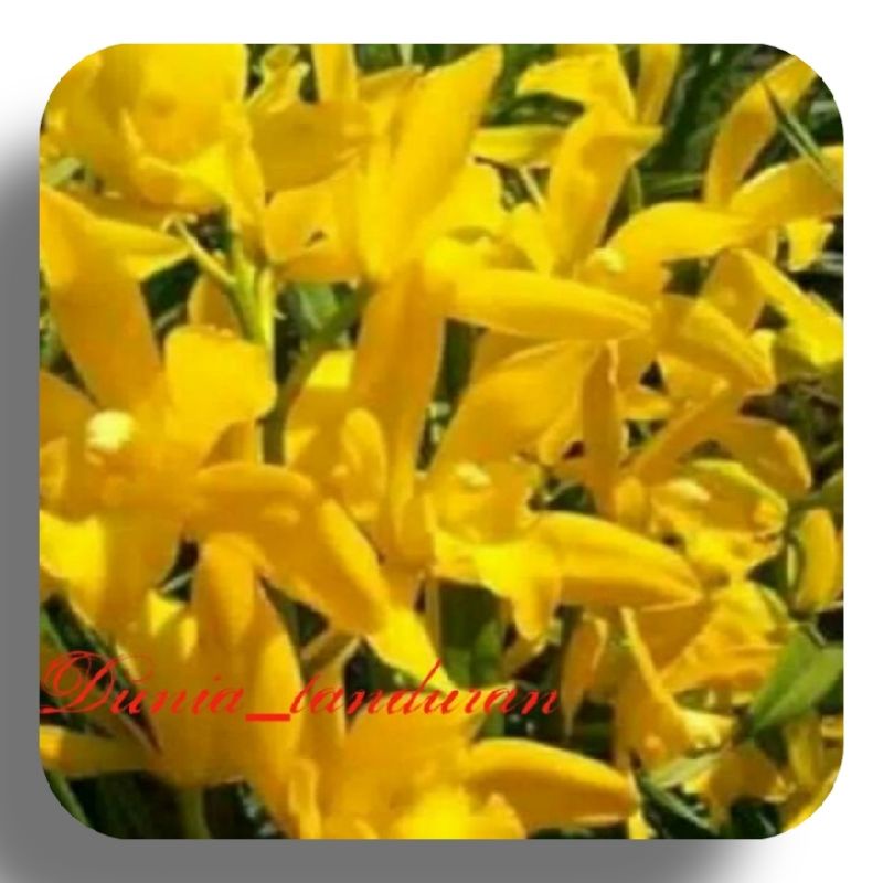 CYMBIDIUM GOLDEN BOY