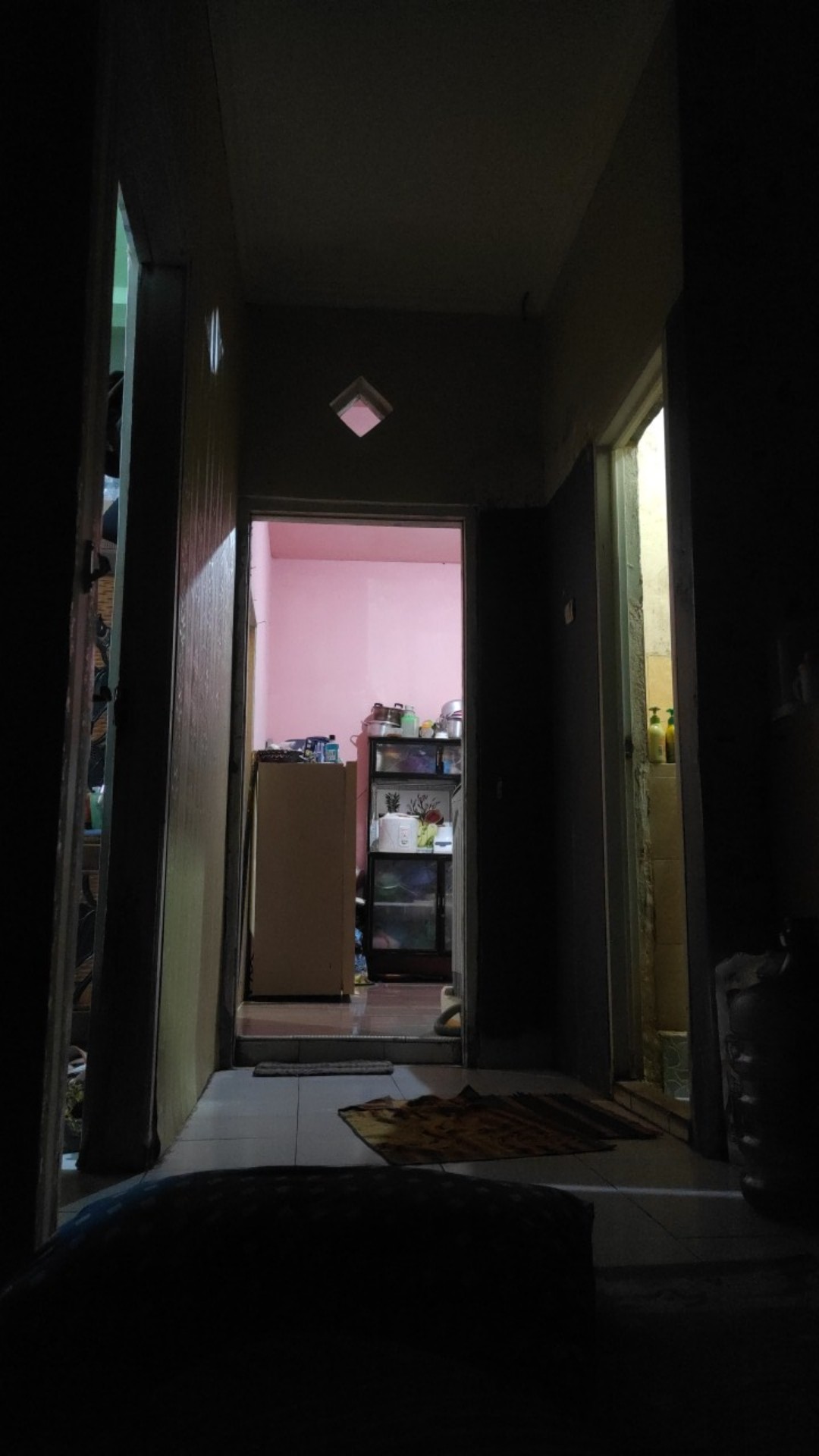 Bibit Anggur Import Bogema (grafting)