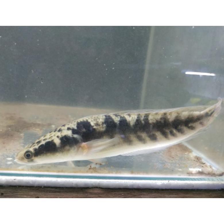 Terbaru Chana Maru Ys Ssb(Semi Short Body) 18Cm Ikan Gabus Hias Predator