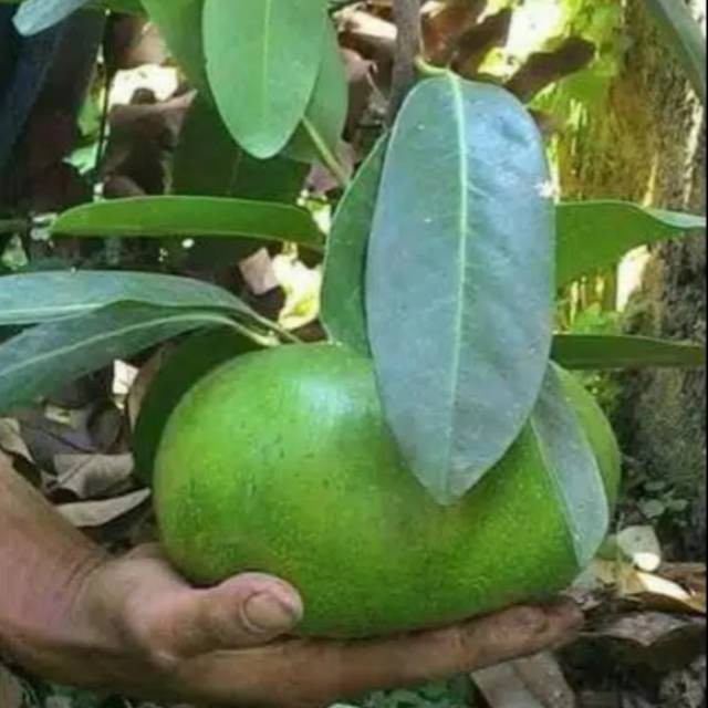 BIBIT BLACK SAPOTE  (CEPAT BUAH) BISA DITARUH POT