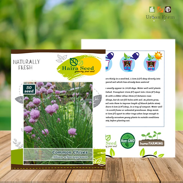 Benih-Bibit Daun Bawang Chives (Haira Seed)