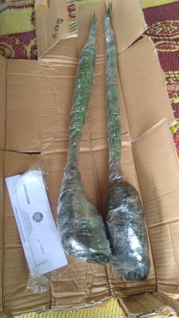 New Produck!! Pohon Kurma Azwa Jantan Dan Betina - Kl 1