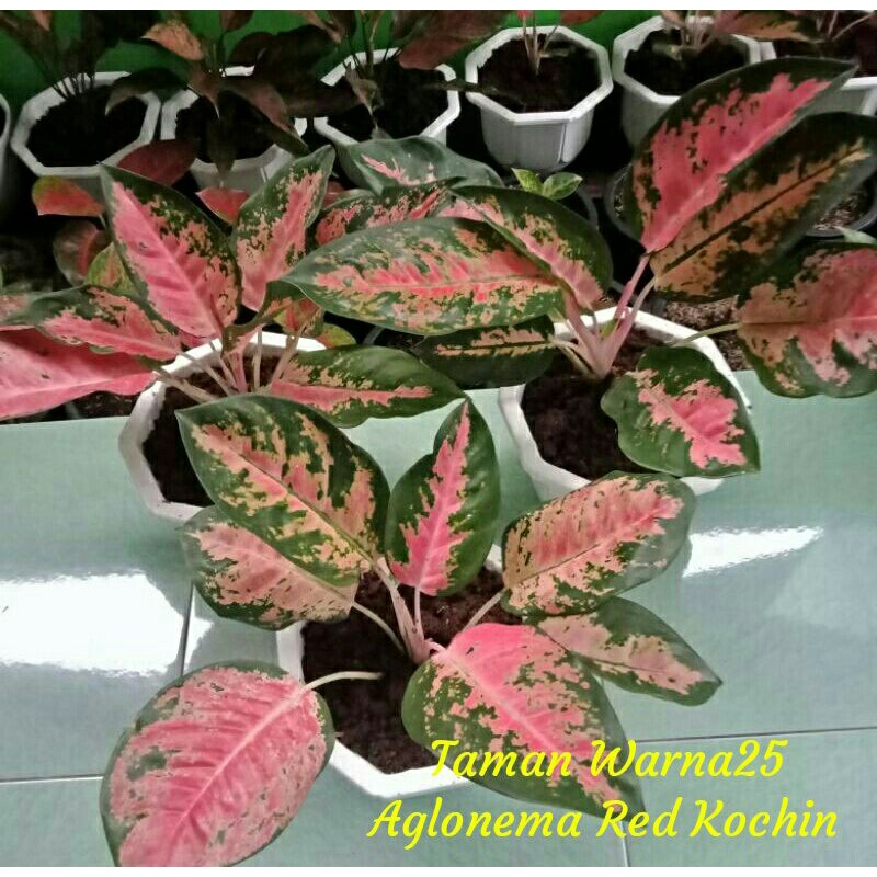 Aglonema Red Kochin - Tanaman Hias aglonema Red Kochin