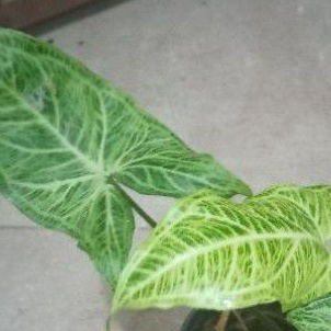 Syngonium Batik Original