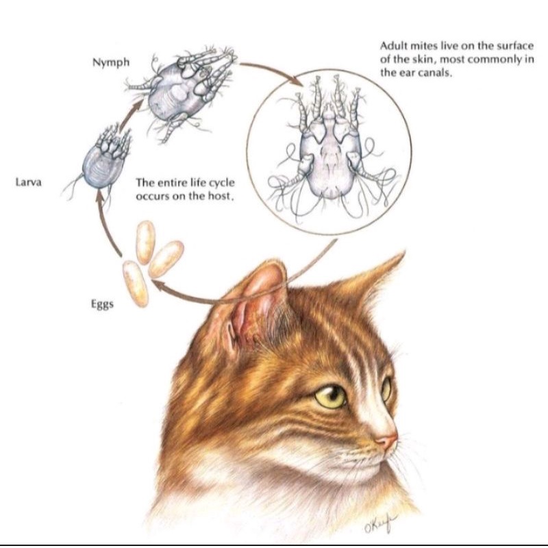 Pembersih Telinga Obat Tetes Telinga kucing dan anjing 120ml