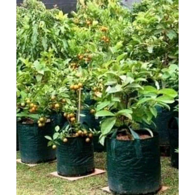 planter bag 35 liter warna hijau