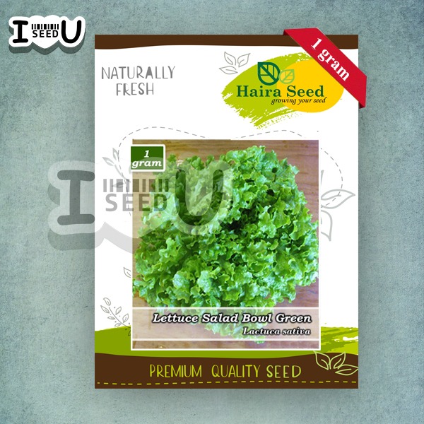 Haira Seed Bibit-Biji Selada Keriting Hijau Salad Bowl Green