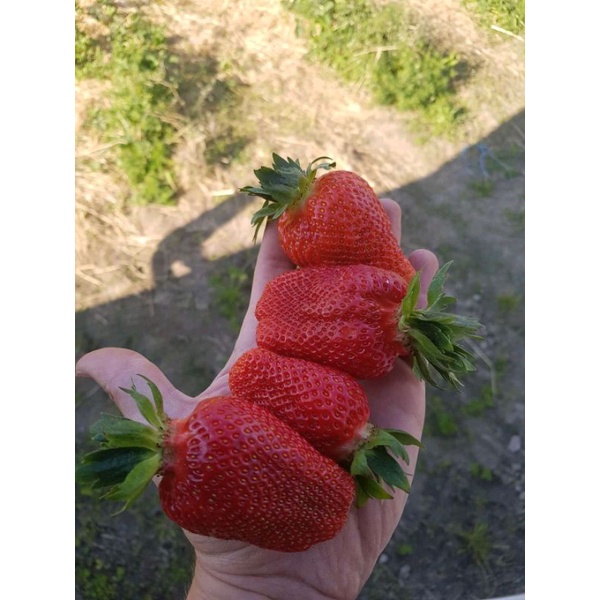 bibit strawberry australia giant strawberry