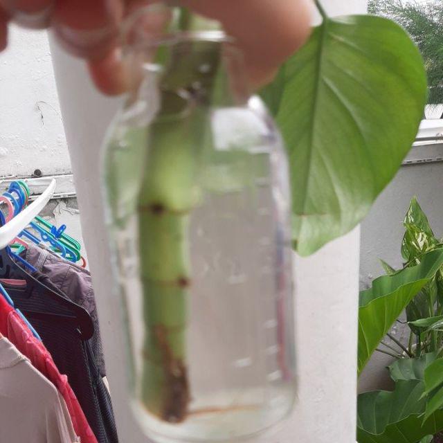 Tanaman Hias Monstera Rhapidapora - Monstera Mini - Rapidhapora