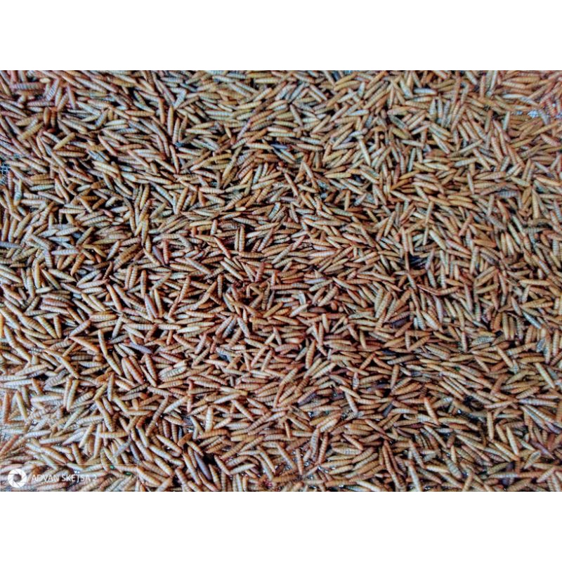 magot kering 100 gram (pakan ikan chana El Barca, chana asiatica)