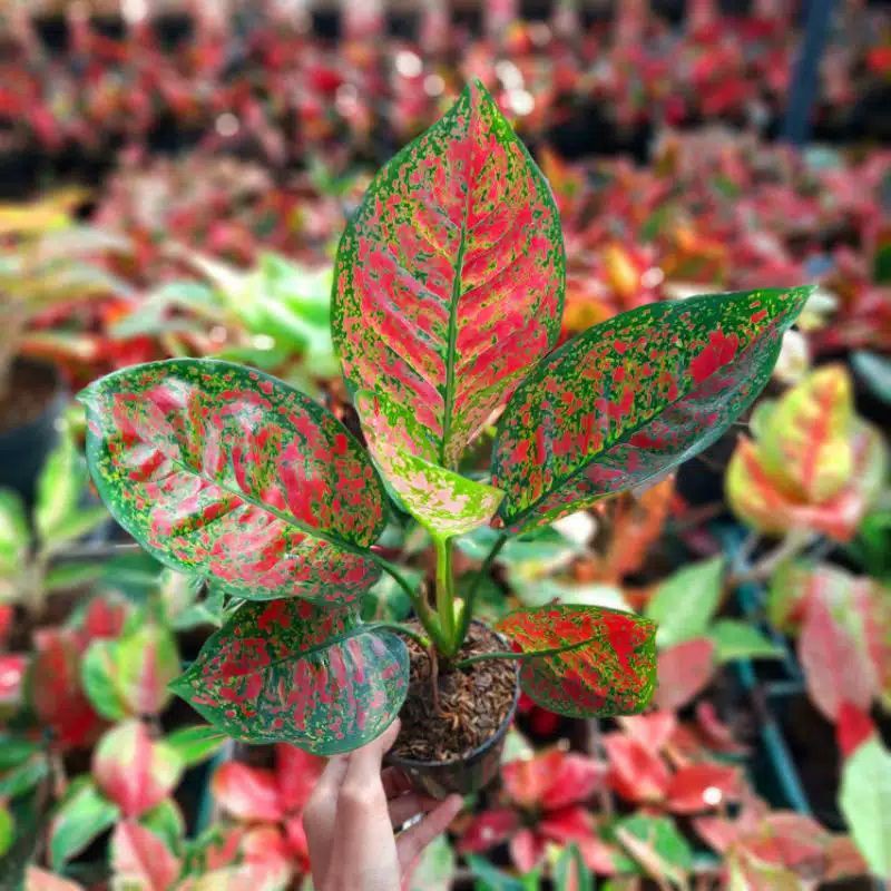 RED SPIDER - AGLONEMA RED SPIDER -BIBIT AGLONEMA -aglonema