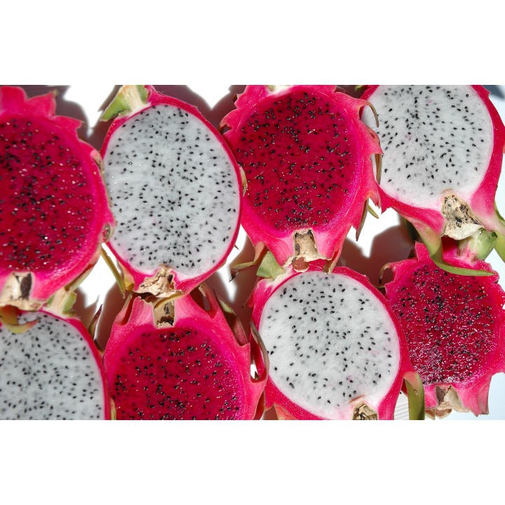 

Harga per pack_ biji benih buah naga mix /25 biji