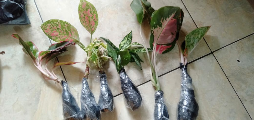 Paket Murah 5 Aglonema Lipstik - Khocin - Snow White - Dud Anjamani -  Bigroy