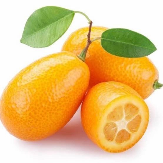 Bibit Tanaman Buah Jeruk Nagami Super