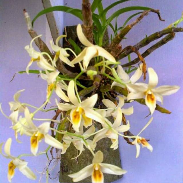 Dendrobium heterocarpum (species) dewasa siap berbunga