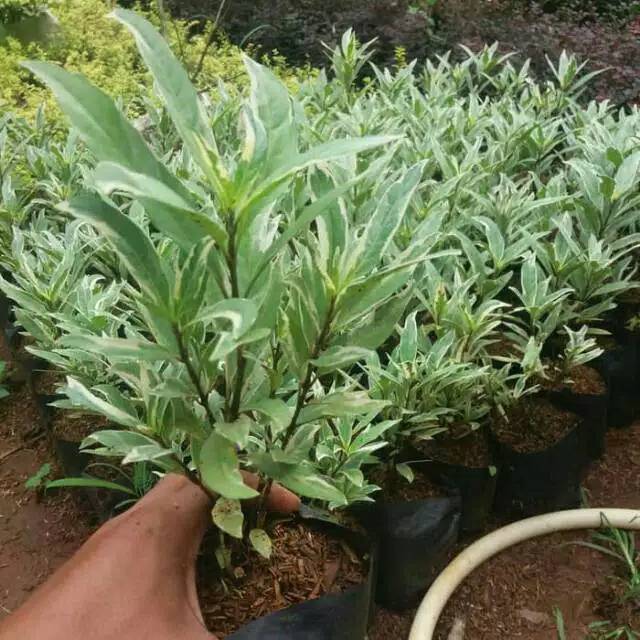 Tanaman hias gandarusa rawelia varigata & pohon pagar